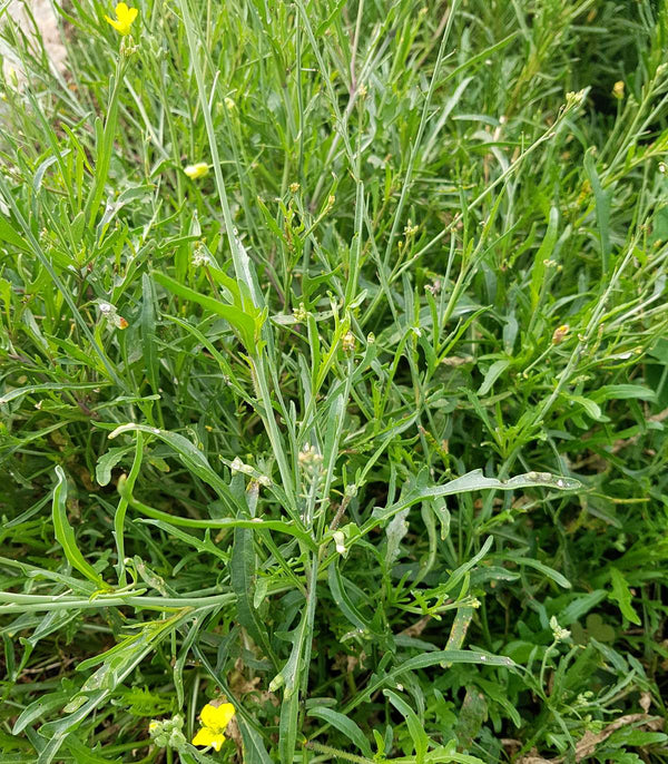 Arugula Wild